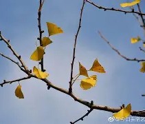 嵡3{蝋7楒騗滴q尠bm?C焜hQ蛡?4G的简单介绍-九游VIP